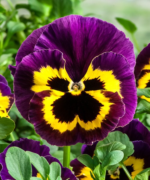 511.48 Pansy Cello Yellow with Purple Wing _JG13-8551-N_sRGB-300dpi